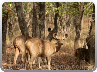 deer-bandhavgarh