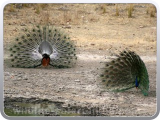 peacock-bandhavgarh