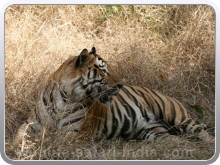 tiger-bandhavgarh
