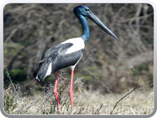 black-necked-stork-bharatpur