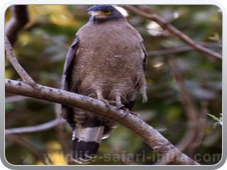 crested-serpent_eagle-bharatpur