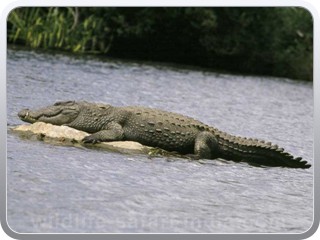 crocodile-sunderban