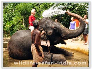 bathing elephant periyar