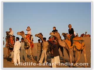 Camel safari, pushkar