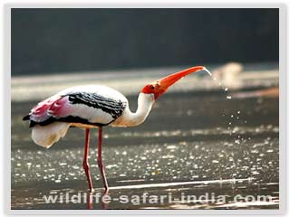  Painte stork ranganthittu bird sanctuary, Mysore 