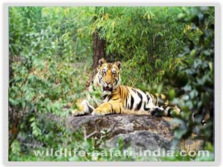 Tiger, Ranthambore