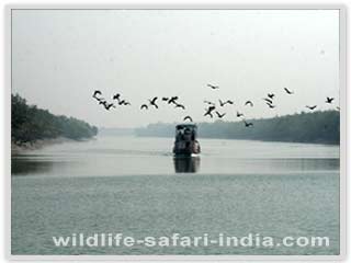 Bird Group, Sunderban