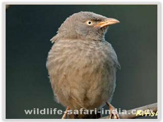  Jungle Babbler, Corbett  