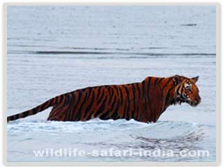 Tiger, Sunderban