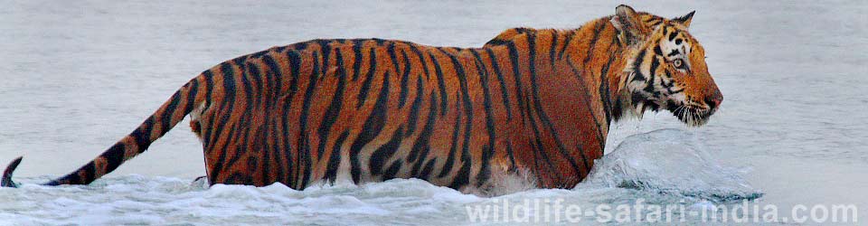 Tiger, sunderban