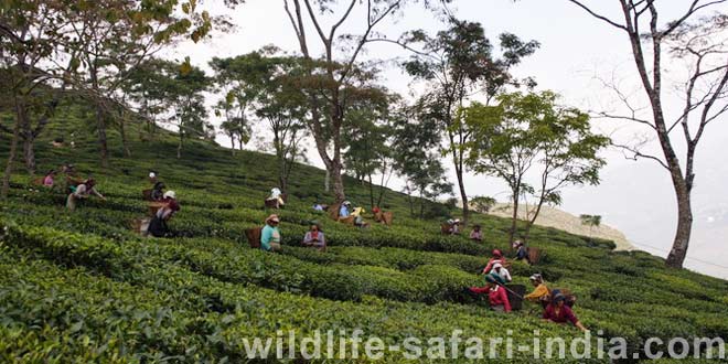 Tea Garden Darjeeling