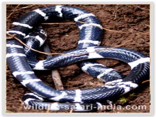 Sanku Varayan Common Krait