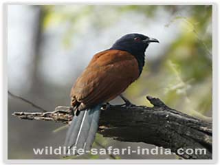 Lesser Coucal Centropus bengalensis, Bharatpur bird sanctuary