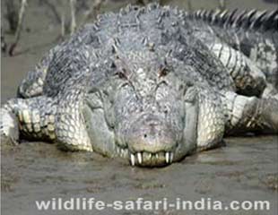  Crocodile Sunderban