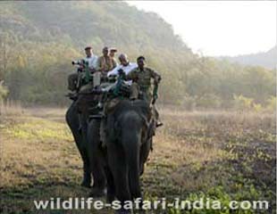 Elephant Safari, Bandhavgarh