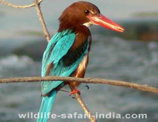 pied kingfisher cary, Bharatpur