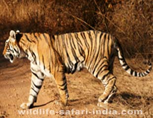 Tiger, Bharatpur