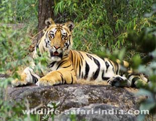 Tiger, Ranthambhore