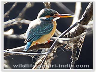 Common kingfisher, Bharatpur