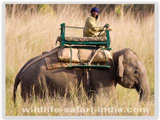 elephant, bhandhavgarh