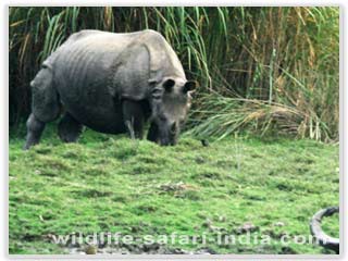 Rhinos