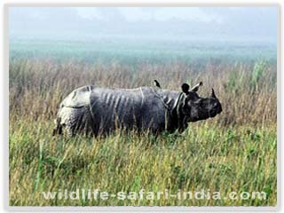 Rhino Kaziranga