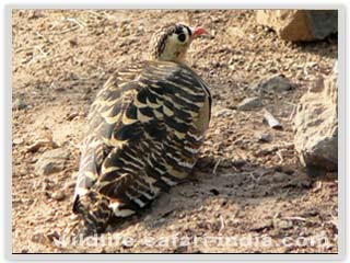 sasan gir painted sandgrouse