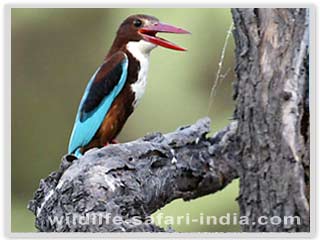 white thoroated kingfisher