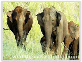 Elephant Periyar